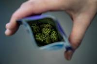 La lente r&eacute;volution du cannabis suisse