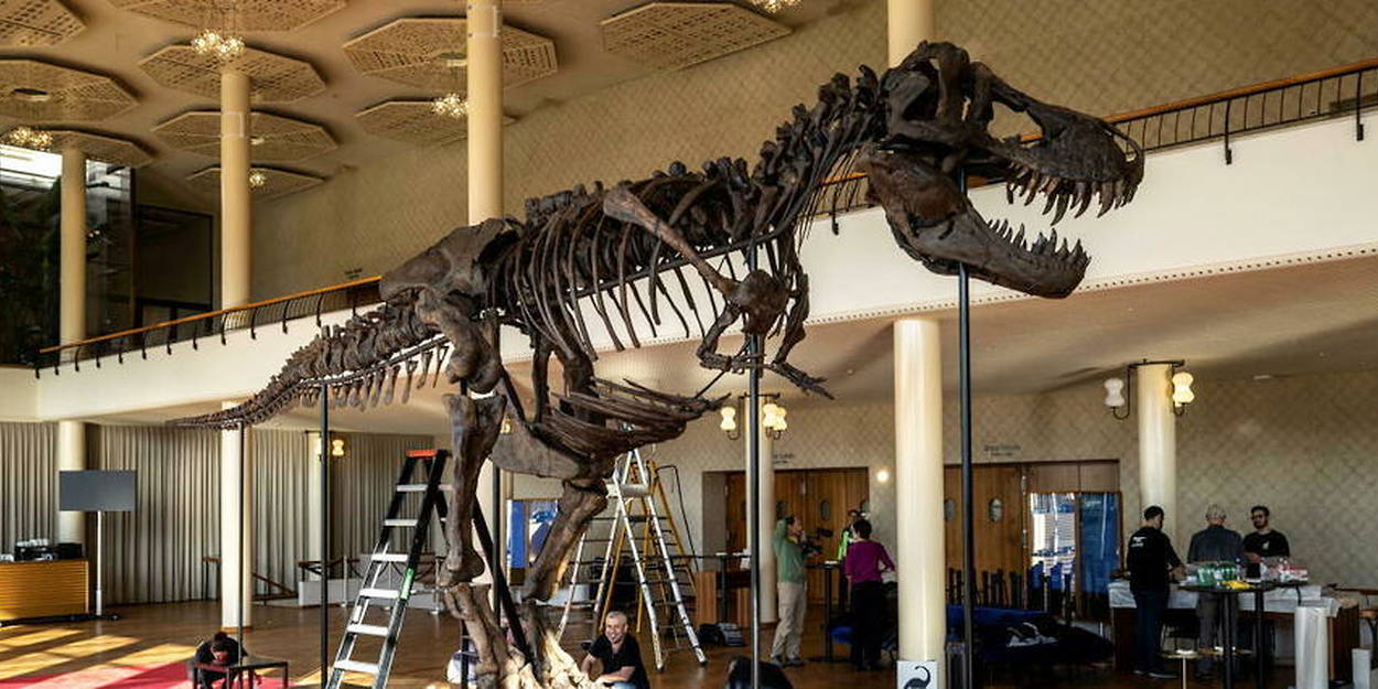 Suisse : un squelette de T-Rex, estimé entre 6 et 8 millions d’euros, mis aux enchères