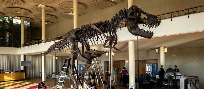 Le squelette du T-Rex Trinity, qui sera expose a Zurich le 18 avril.
