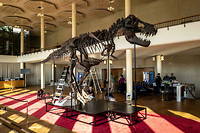Le squelette du T-Rex Trinity, qui sera exposé à Zurich le 18 avril.
