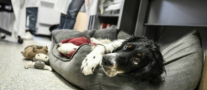 Snoopy, nouvelle recrue canine de l'Institut Curie, ravit patients et soignants