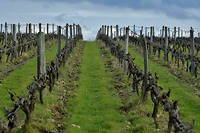 Domaine Thomas Frissant, vigneron, production de vin AOC Touraine Val de Loire. En 2022, le travail a la vigne a demande beaucoup d'attention.
