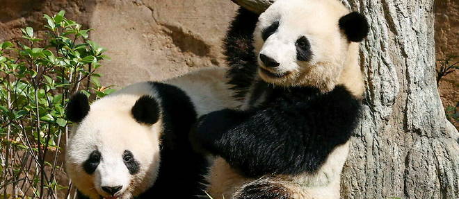 La periode des chaleurs n'est que de deux a trois jours chez le panda (photo d'illustration).
