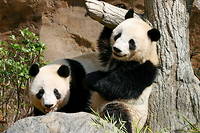La periode de chaleur n'est que de deux a trois jours chez le panda. (Photo d'illustration).
