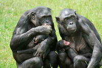Violences sexuelles&nbsp;: qu&rsquo;en est-il de nos cousins primates&nbsp;?