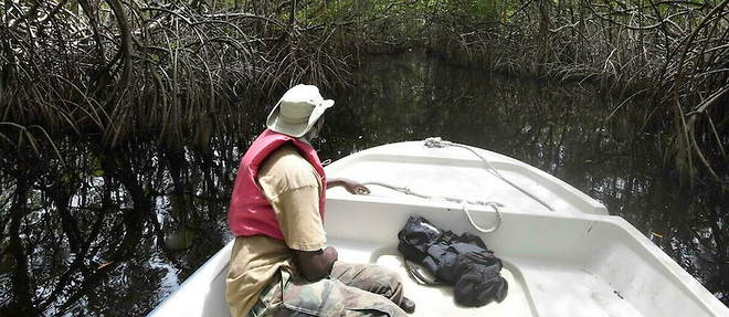 Un garde forestier navigue dans la mangrove de la reserve naturelle de l'ile Balouate dans le lagon d'Aby, a la frontiere entre le Ghana et la Cote d'Ivoire, le 11 juin 2018. 
