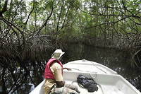 Ghana&nbsp;: face &agrave; la mont&eacute;e des eaux, l&rsquo;enjeu de la pr&eacute;servation des mangroves&nbsp;