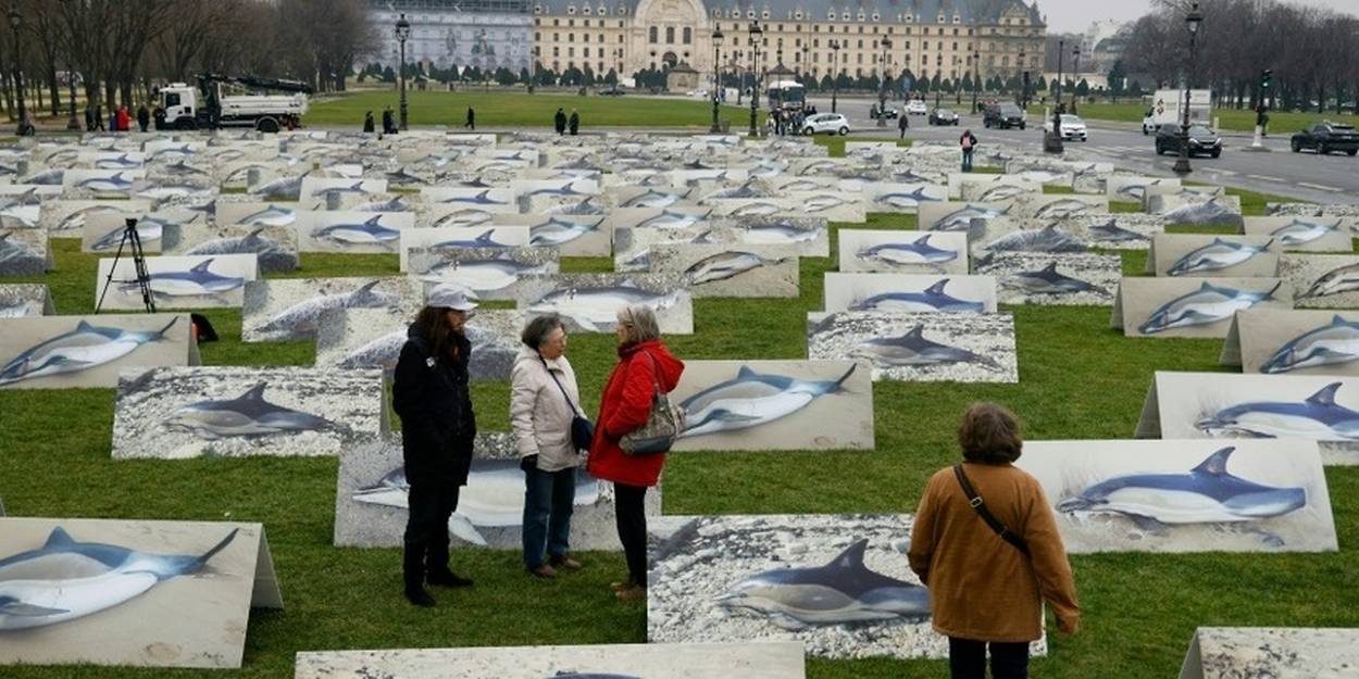 Autour des dauphins échoués, des chiffres jugés trop flottants