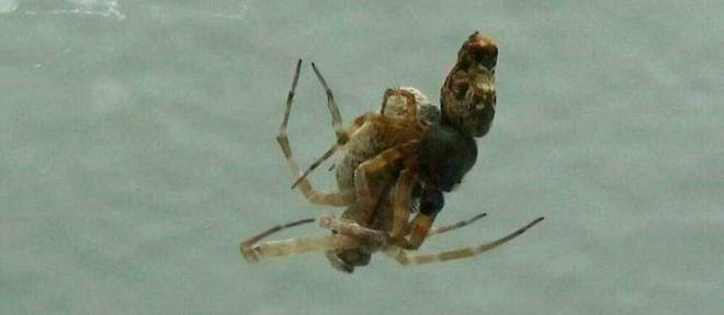 Des chercheurs chinois ont decouvert que certaines araignees femelles simulaient leur mort pour attirer les males dans un acte de reproduction.
