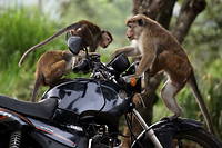 Pourquoi le Sri Lanka serait tent&eacute; d&rsquo;envoyer 100&nbsp;000 macaques en Chine