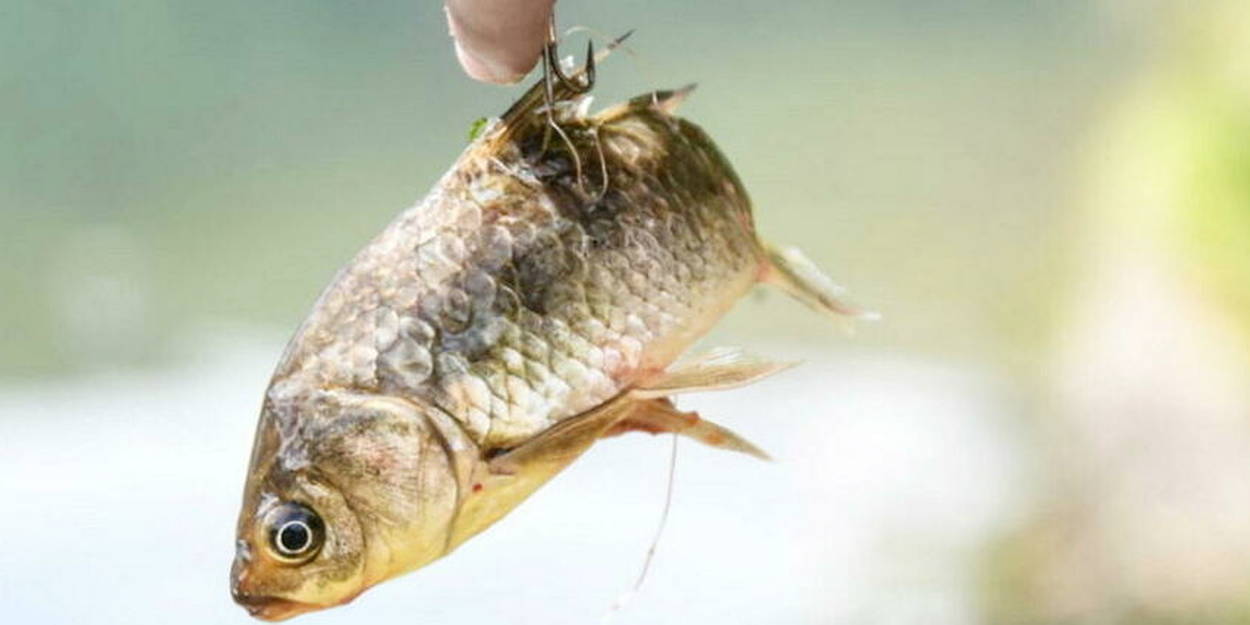 Stop à la pêche des poissons gestants - Sciences et Avenir