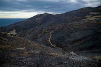 Une forêt des Pyrénées-Orientales après un incendie dû à la sécheresse.
