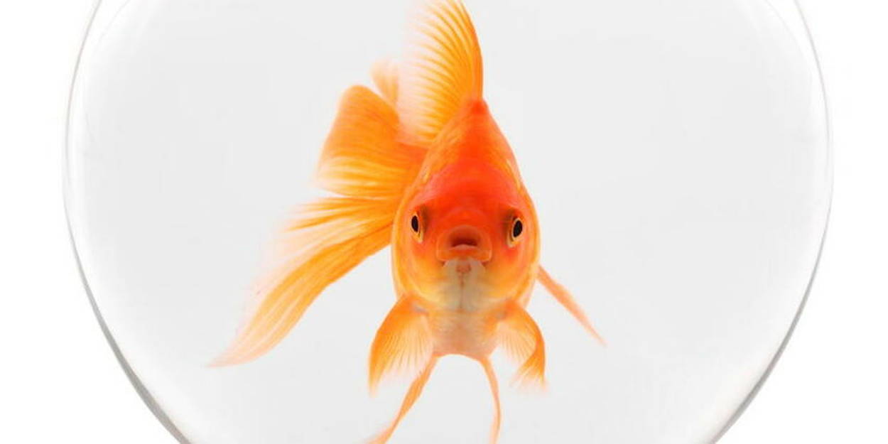 L'homme ultra-connecté est moins concentré qu'un poisson rouge 