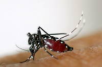 Cet insecte invasif, present dans une soixantaine de departements, peut transmettre des maladies.

