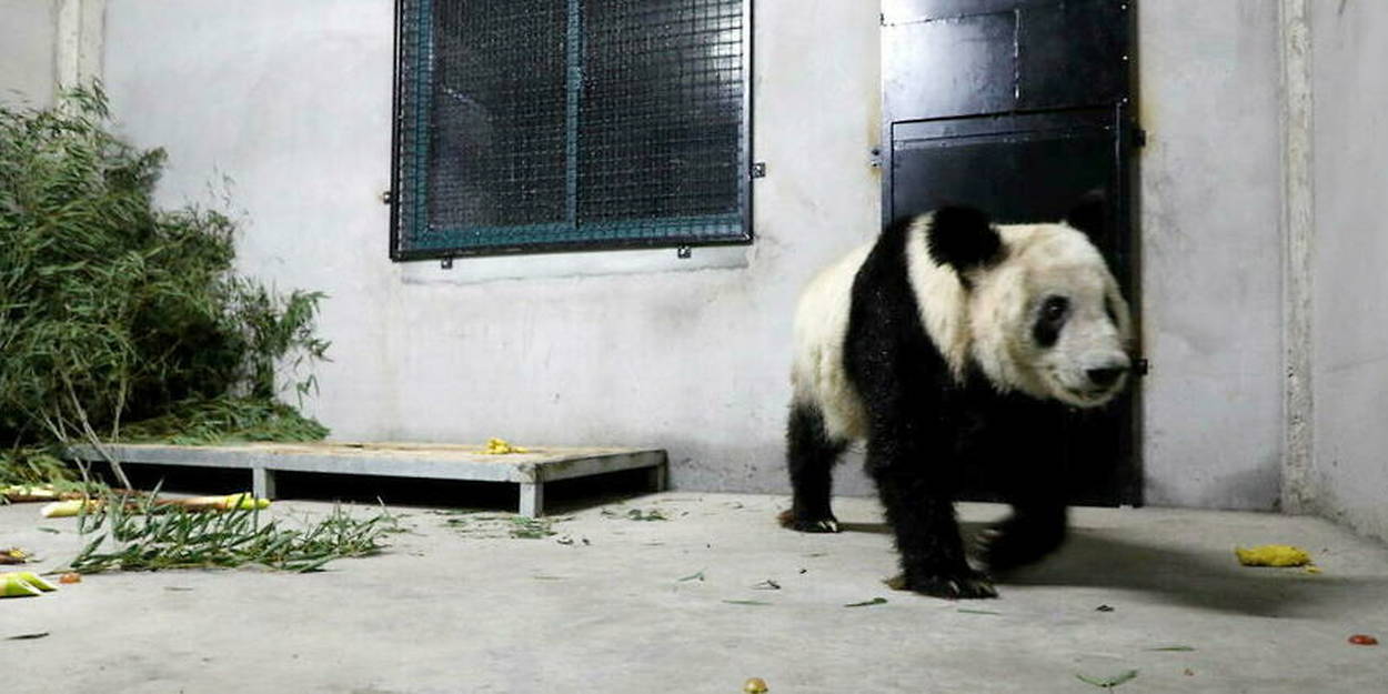 “Female Panda Yaya Returns Home to Shanghai amidst Concerns for Living Conditions in US Zoo”