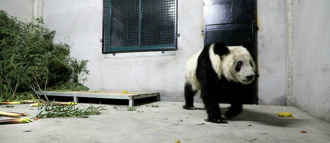 Yaya in the buildings set up for her quarantine in Shanghai on April 27.  
