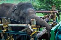 L&#039;elephant etait connu localement pour ses rapts de riz.
