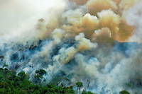 L'Amazonie est-elle (vraiment) le poumon de la Terre ?
