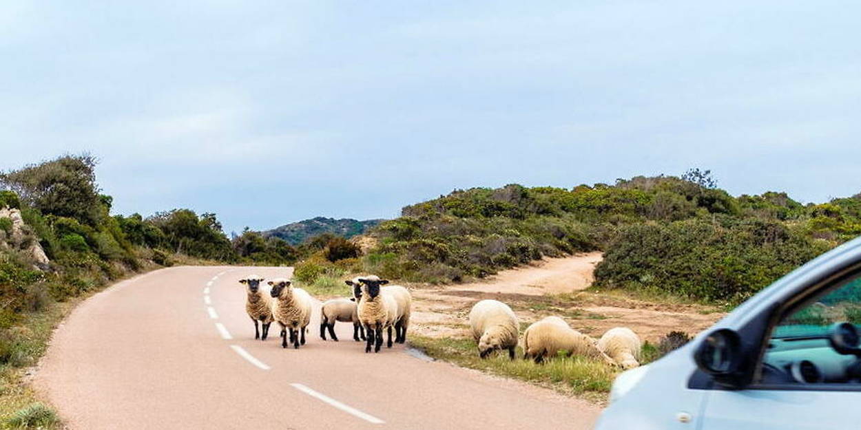 Why Corsica is the electric car champion Time News