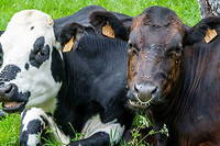 Une maladie li&eacute;e au d&eacute;r&egrave;glement climatique menace les vaches europ&eacute;ennes