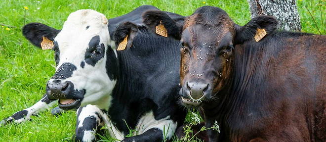 Chez les vaches, la maladie reperee peut se traduire par de la fievre, de l'anorexie, des boiteries et une detresse respiratoire.

