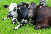 Chez les vaches, la maladie reperee peut se traduire par de la fievre, de l'anorexie, des boiteries et une detresse respiratoire.
