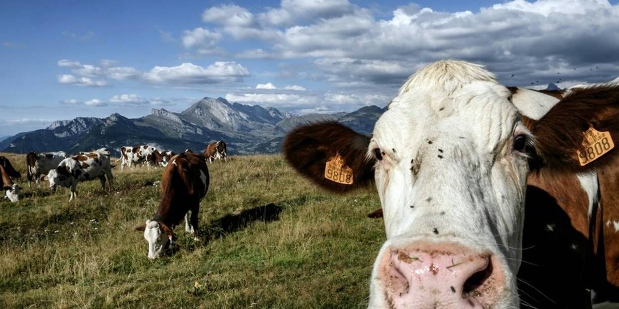 Climat : les pets de vaches ne sont pas un problème. Leurs rots, si -  Sciences et Avenir