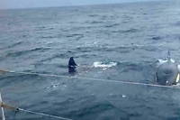 Attaque par des orques, l'incroyable recit du skippeur Sebastien Destremau