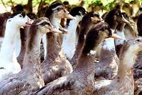 Grâce à deux vaccins expérimentés en France, les canards pourront bientôt être vaccinés contre la grippe aviaire.
