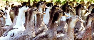 Grâce à deux vaccins expérimentés en France, les canards pourront bientôt être vaccinés contre la grippe aviaire.
