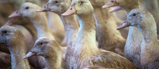 Grippe aviaire: des vaccins "tres efficaces" sur les canards