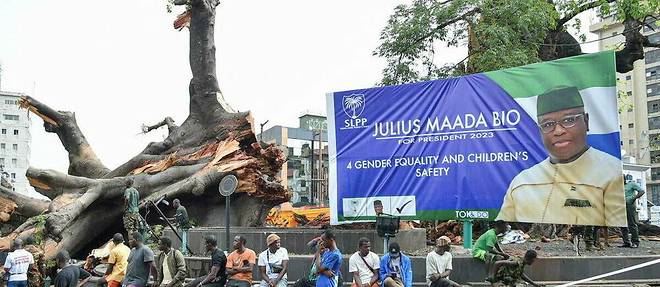 Le Cotton Tree, fragilisé par les récentes averses de pluie, s'est brisé mercredi, à Freetown, en Sierra Leone. 
