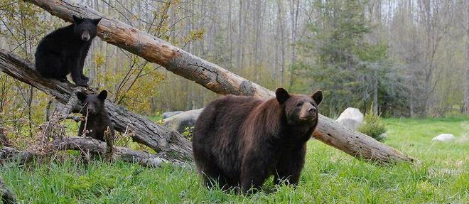 Un ours s'est introduit dans une patisserie et a derobe 60 cupcakes. (Photo d'illustration.)
