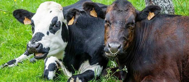 La Cour des comptes, dans son récent rapport, reconnaît que « l’élevage bovin est producteur de services environnementaux et sociétaux considérables ».
