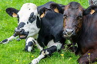 La Cour des comptes, dans son récent rapport, reconnaît que « l’élevage bovin est producteur de services environnementaux et sociétaux considérables ».
