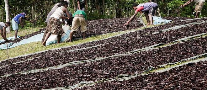 La vanille – dont la grande île de l’océan Indien reste de loin le premier producteur mondial avec 80 % du marché – assure un quart des recettes d’exportation et des rentrées conséquentes au budget de l’État.
