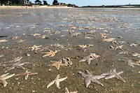 Des etoiles de mer echouees sur des plages du Morbihan et du Finistere.

