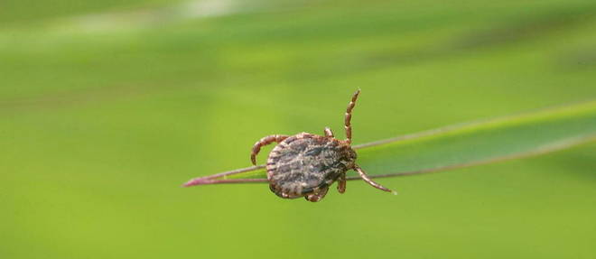 All of France is not equal in the face of the risk represented by ticks.
