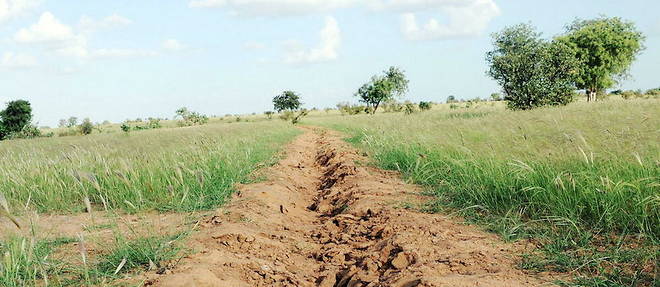 The Great Green Wall still has a long way to go.  Yet it bears within it the seeds of a new mode of regenerative development that could simultaneously preserve cultural heritage, restore natural ecosystems, protect biodiversity and contribute to rural development.
