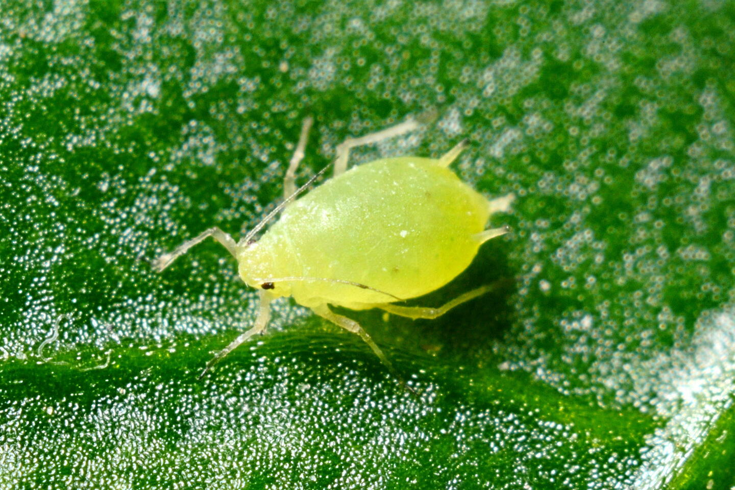 Brooklyn and Manhattan invaded by tiny whiteflies: What’s causing it?