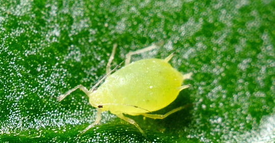 Invasion of Aphids: New Yorkers Face a New Nuisance