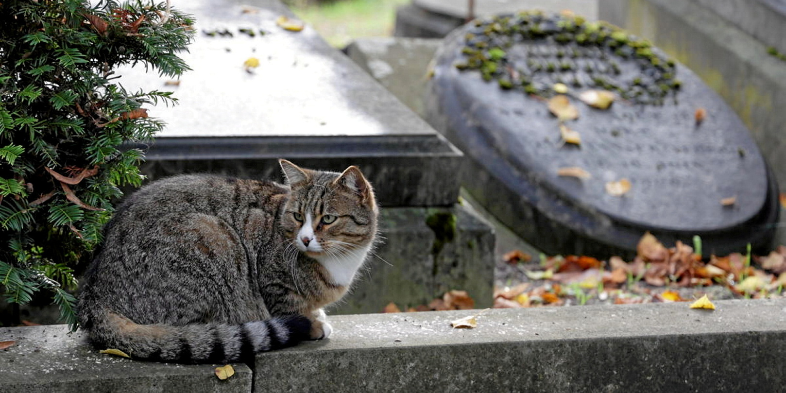 300 000 Chats Tués Par Une Mutation D'un Coronavirus Depuis Janvier | JDM