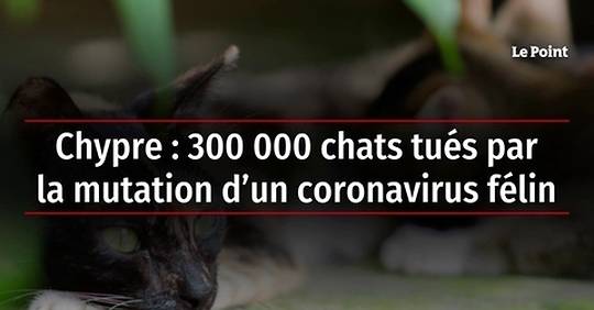 Vidéo   Chypre : 300 000 Chats Tués Par La Mutation D'un Coronavirus Félin