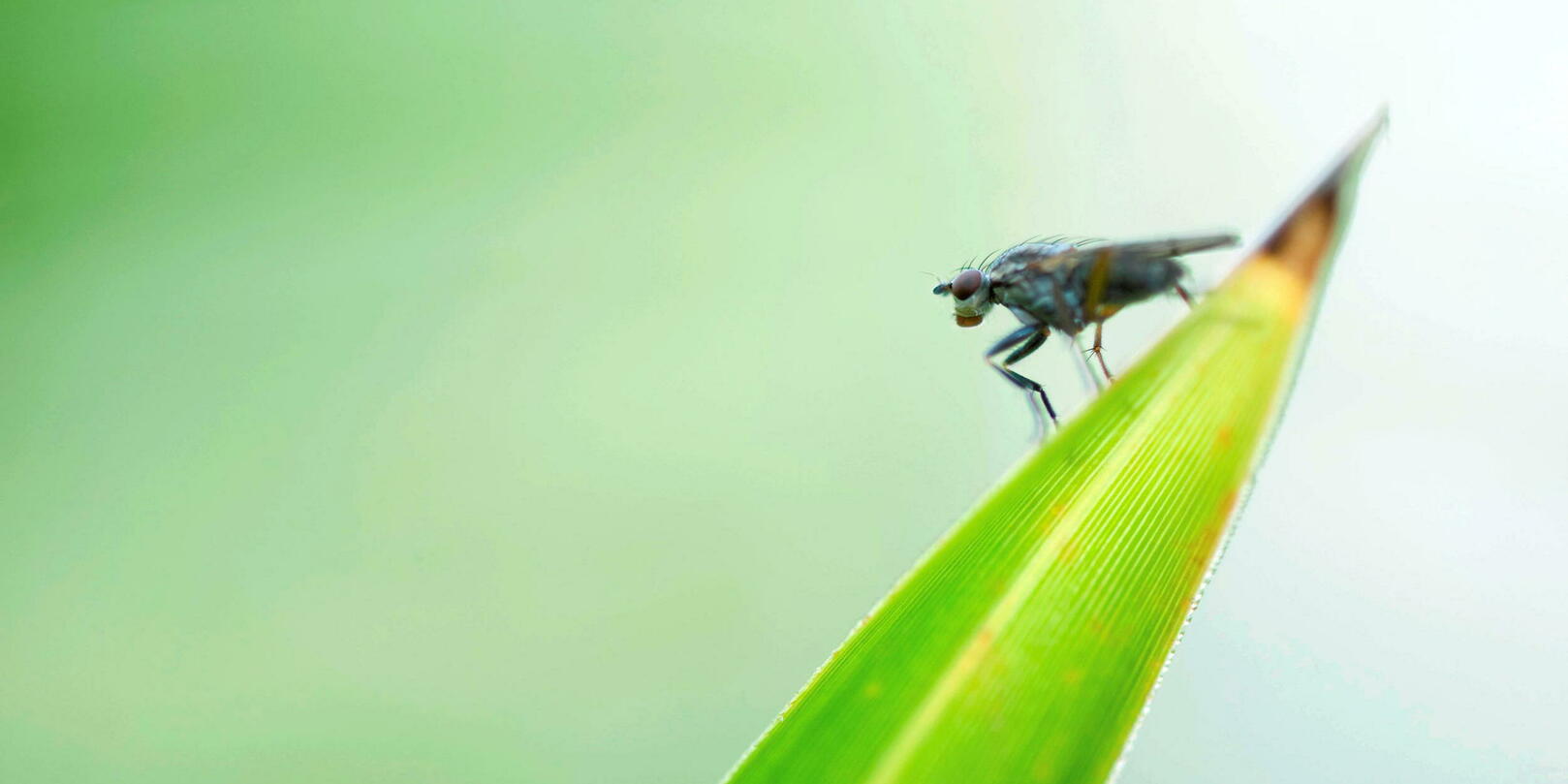 What do we know about the black fly, the new enemy of summer? Archyde
