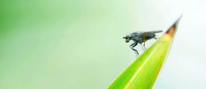 The black fly proliferates more rapidly when temperatures are high.  (drawing)
