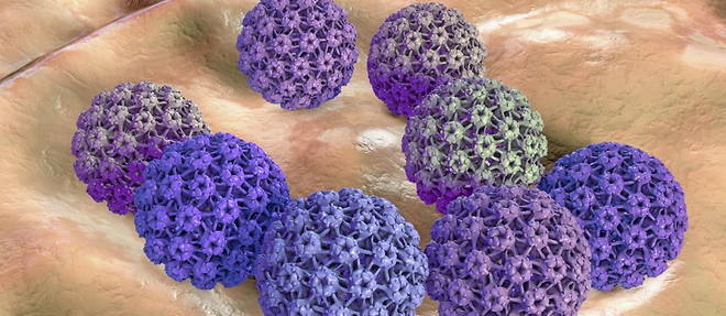 Les papillomavirus humains, dits HPV, sont des types de virus extrememement contagieux, ainsi qu'a l'origine de plusieurs milliers de cancers par an en France. (Representation d'illustration en 3D de papillomavirus)
