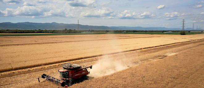 A field in Munwiller (Haut-Rhin), June 26, 2023. The prices of agricultural products are likely to stabilize at a high level in 2023 and 2024.
