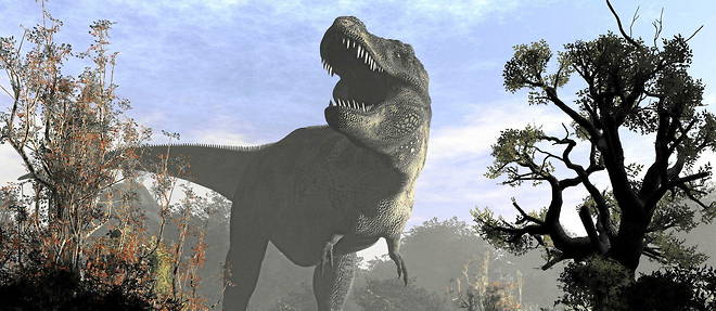 Le tyrannosaure est un dinosaure carnivore ayant vecu a la fin du cretace, entre 68 et 66 millions d'annees avant notre ere.
