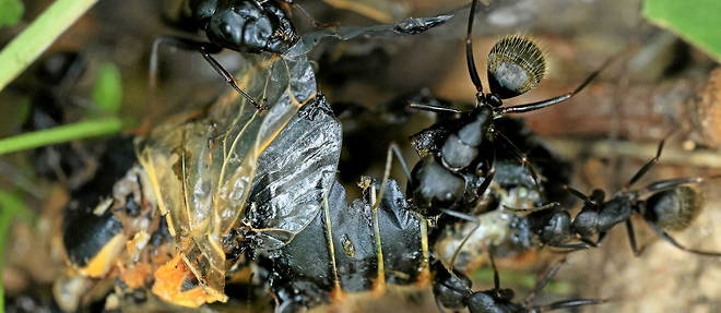 Plusieurs nids de fourmis de feu ont recemment ete decouverts en Sicile et suscitent l'inquietude de la communaute scientifique. (image d'illustration)
