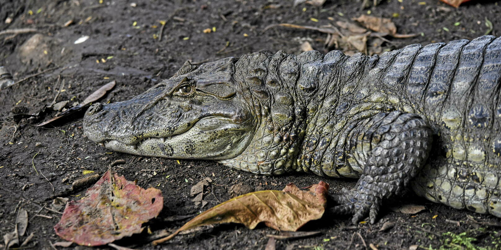 États-Unis : un alligator se promène avec un corps humain dans la gueule